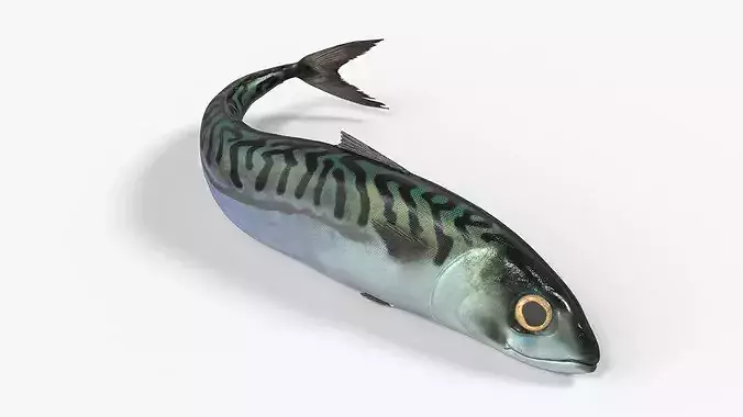 Atlantic Mackerel Fish Rigged For Blender Animated Set Low-poly 3D model