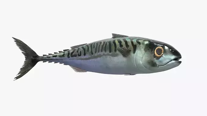 Atlantic Mackerel Fish Rigged For Blender Animated Set Low-poly 3D model 6