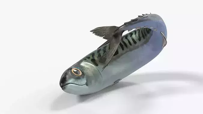 Atlantic Mackerel Fish Rigged For Blender Animated Set Low-poly 3D model 7