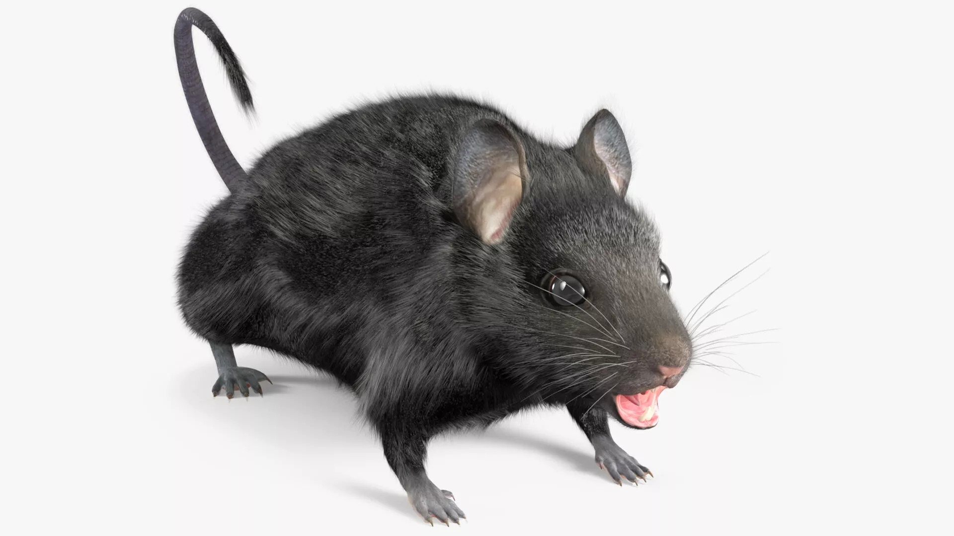 Field Mouse Animal Figure Black Fur Rigged 3D model