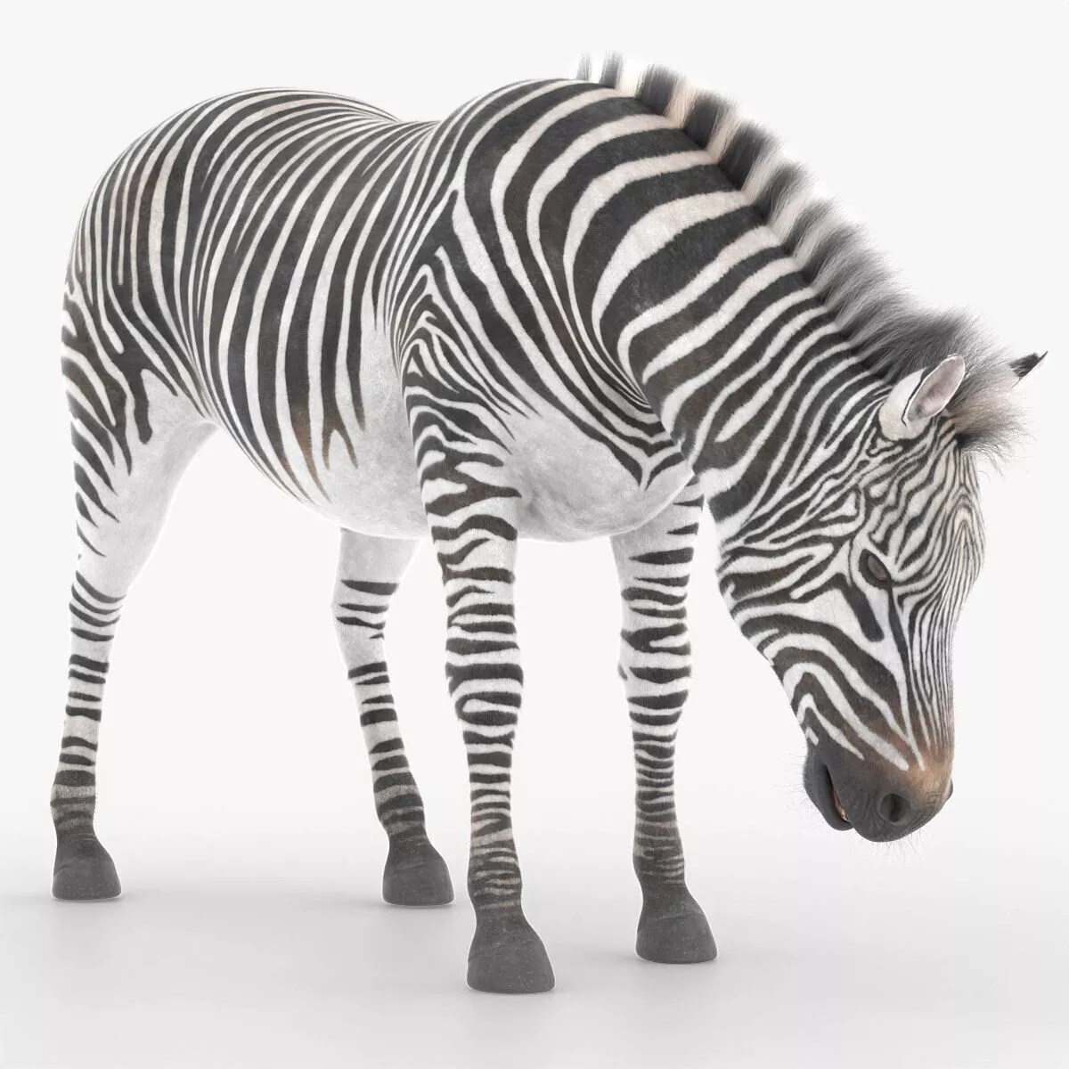 Savanna Zebra Eating Animated Fur Rigged For Blender 3D model
