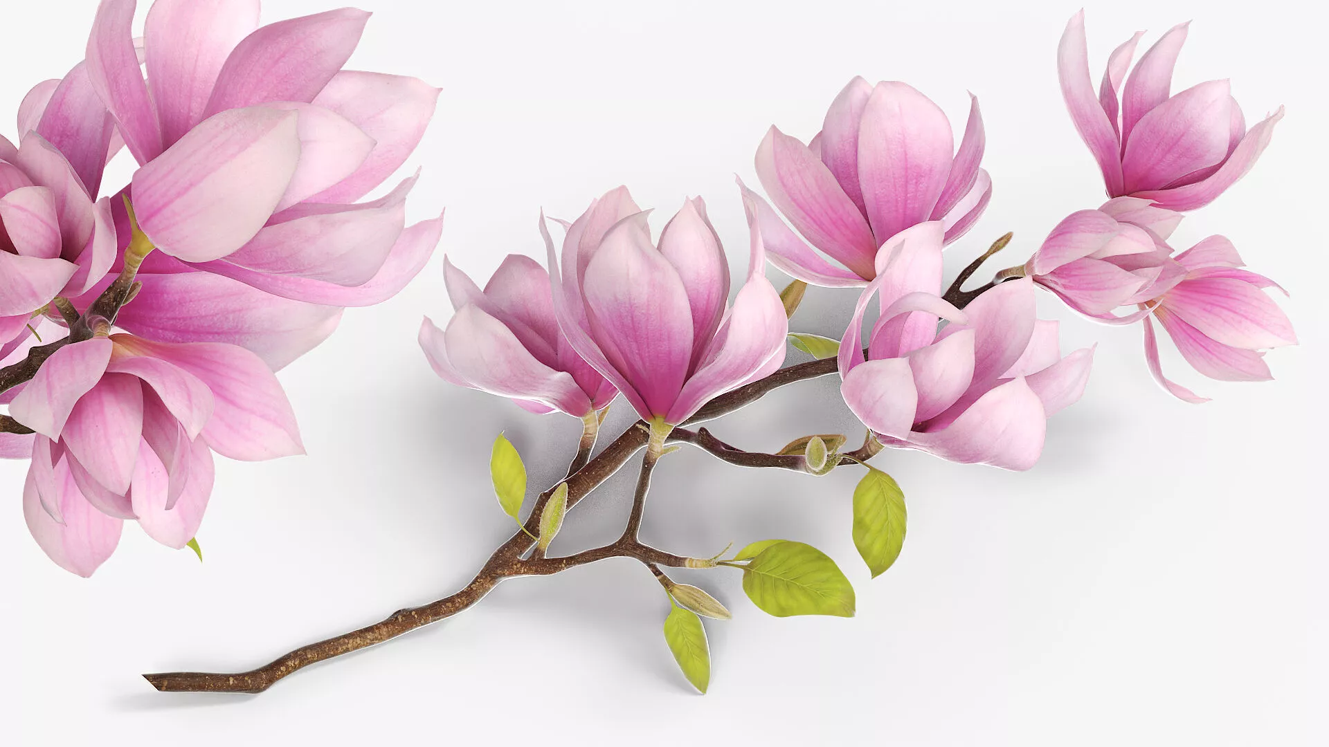 Magnolia Flowering Branch Pink Fur 3D model