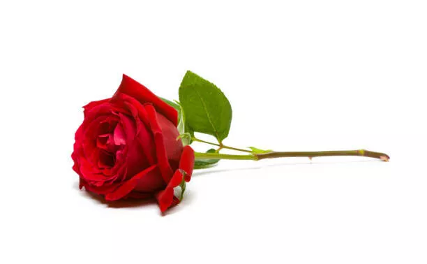 Single Rose Flower Decorative Plant 3D model