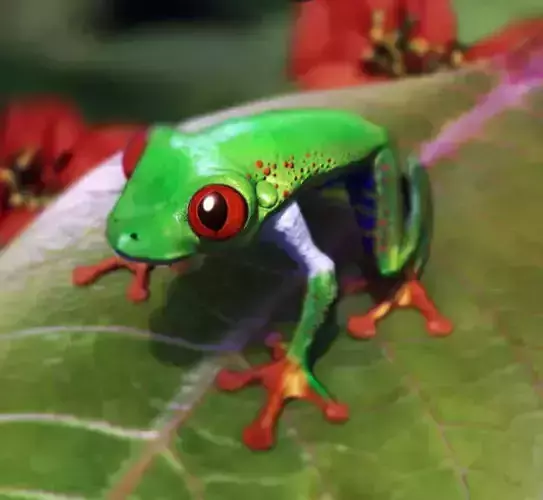 Frog red eyes Low-poly 3D model