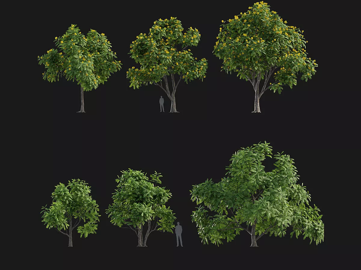 Cassia leptophylla - Golden medallion tree - Low poly Low-poly 3D model