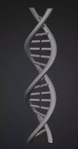 Example 3d Dna Model DNA model free 3D model 3D printable | CGTrader