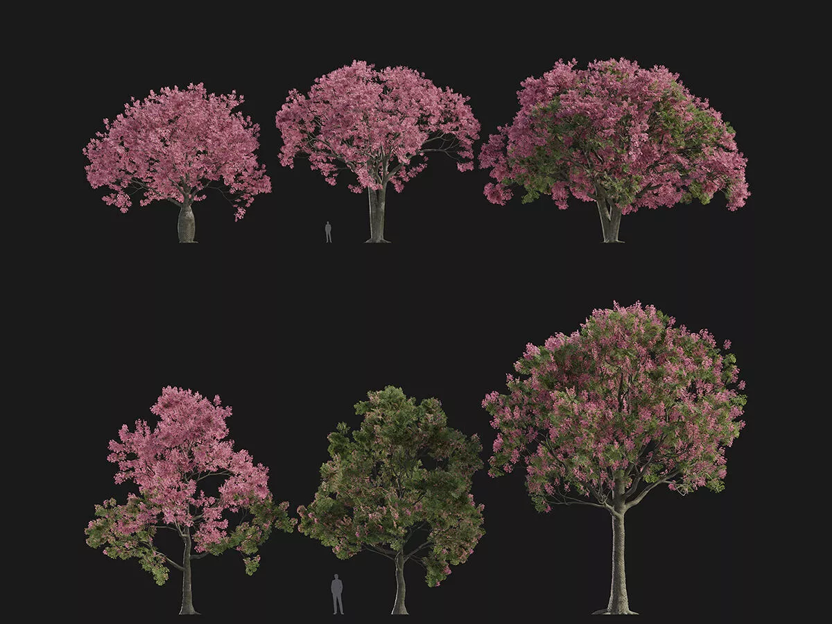Ceiba speciosa - Silk floss tree Low-poly 3D model
