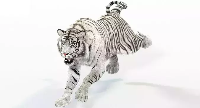 Animated White Tiger with Fur
