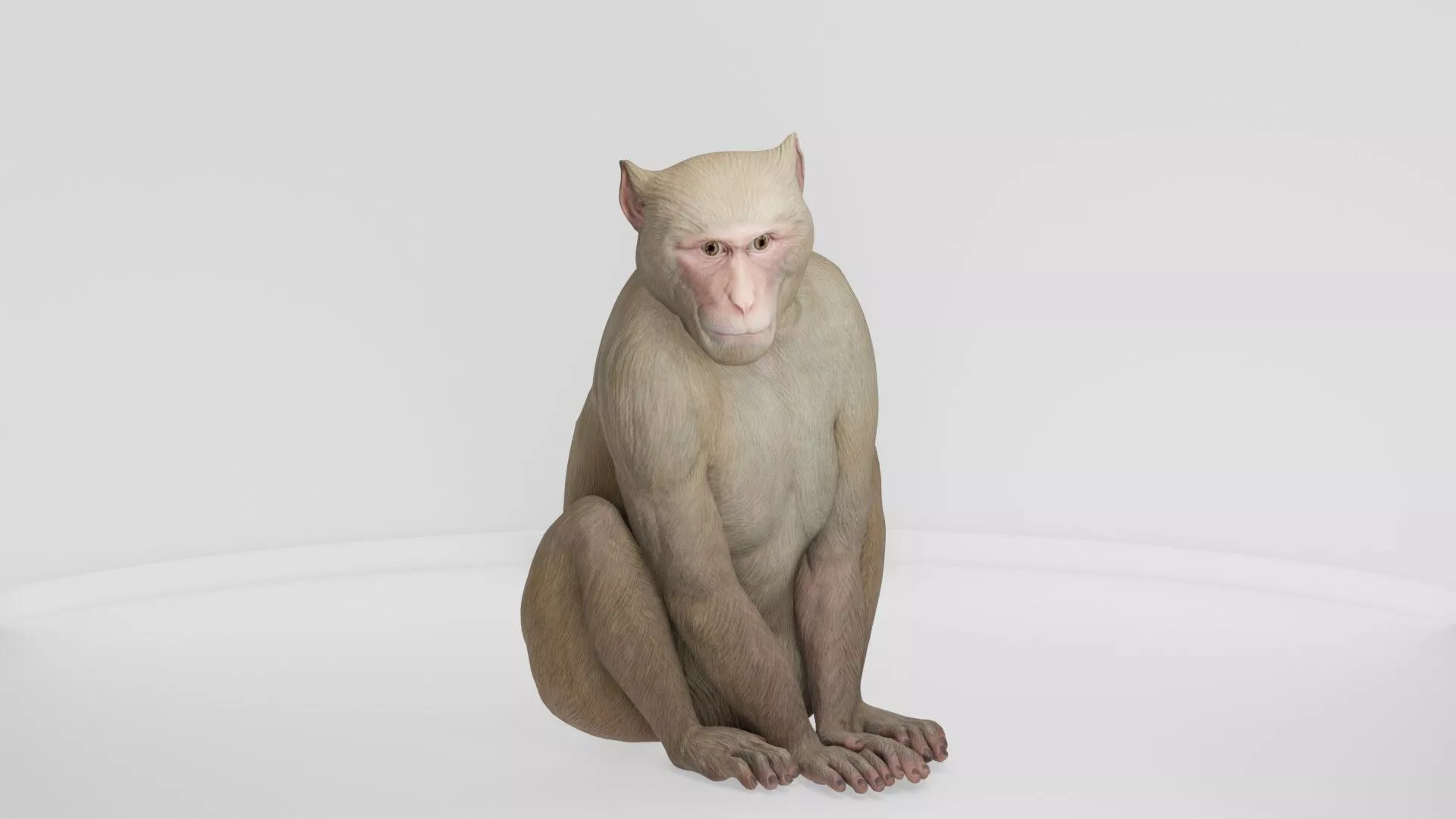 Detailed Realistic Monkey 3D model