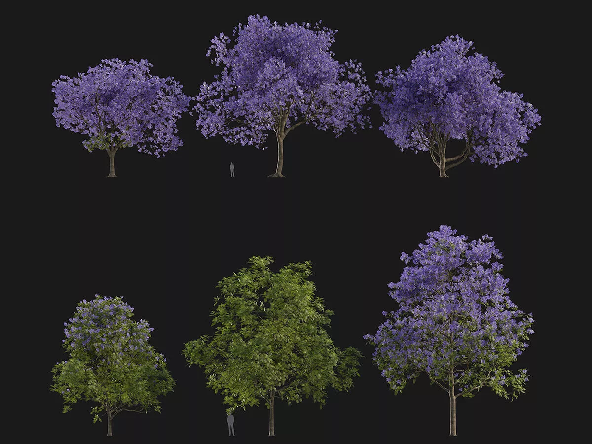 Jacaranda mimosifolia - Blue jacaranda Low-poly 3D model