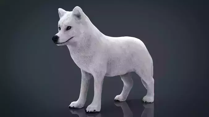 Artic Wolf  Low-poly 3D model