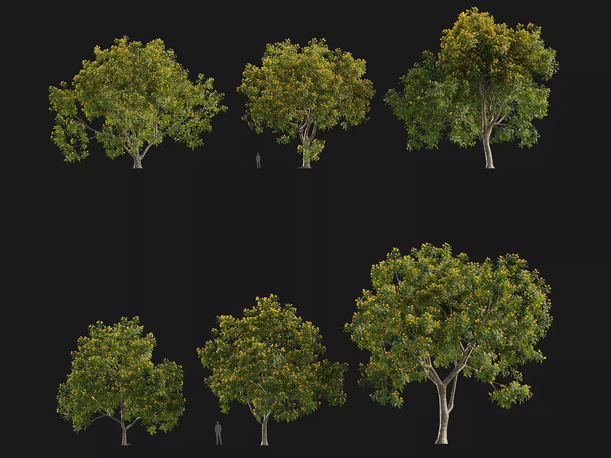 Peltophorum dubium - Yellow Poinciana Low-poly 3D model