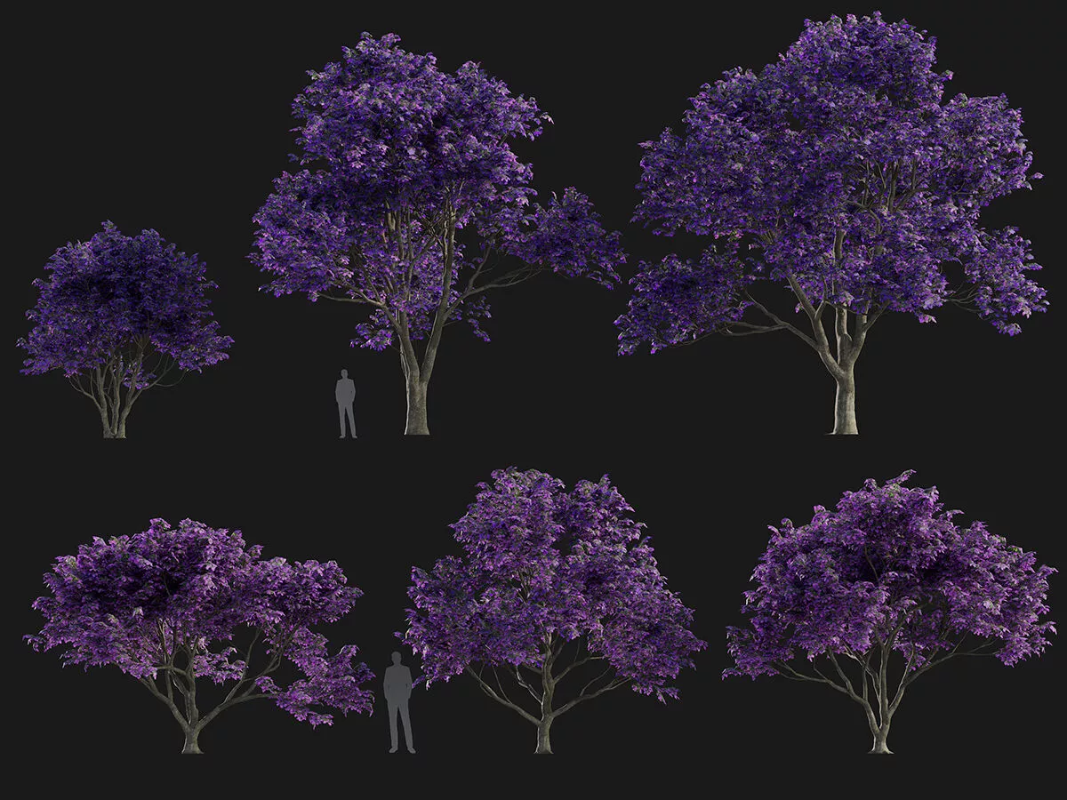 Tibouchina granulosa - Purple Glory Tree Low-poly 3D model