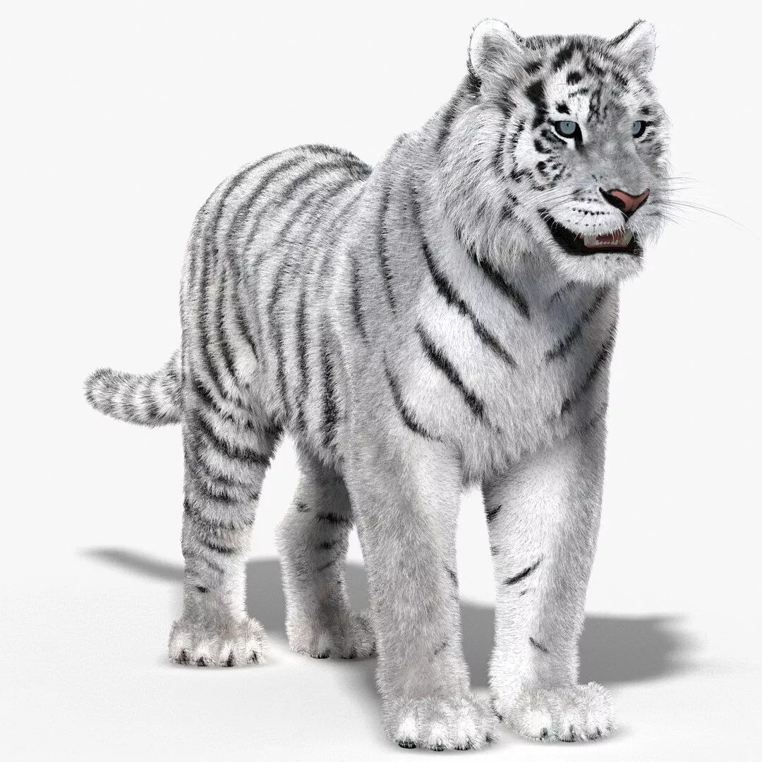 Tiger White Fur 3D model