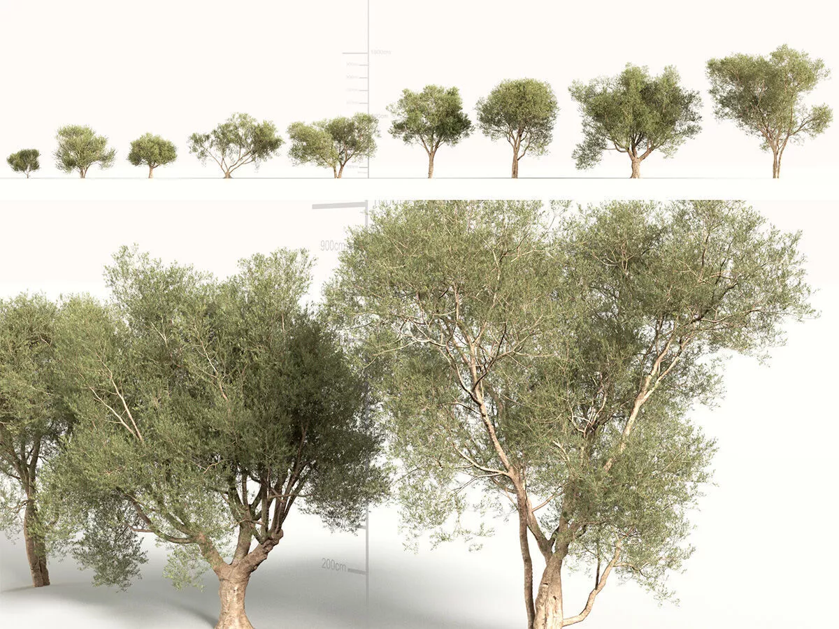 Olea europaea medium - Olive Tree 3D model