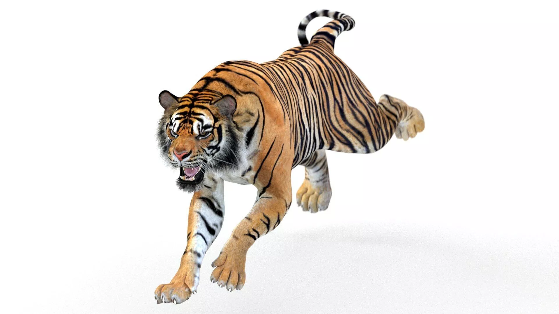 Animated Tiger Low-poly 3D model