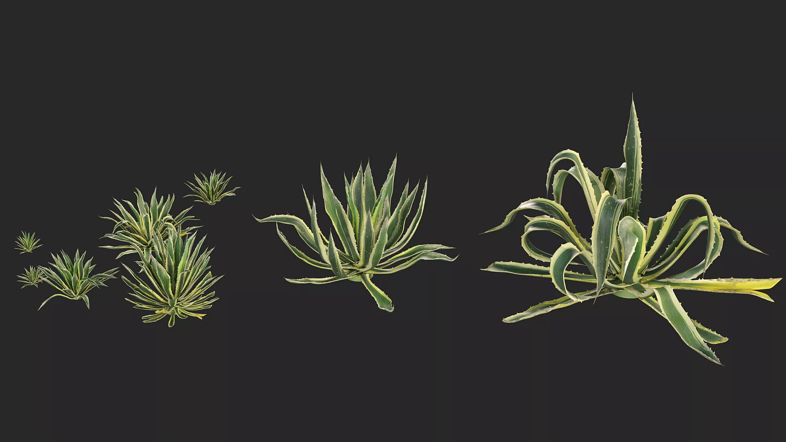 Agave americana - Century plant 02 3D model