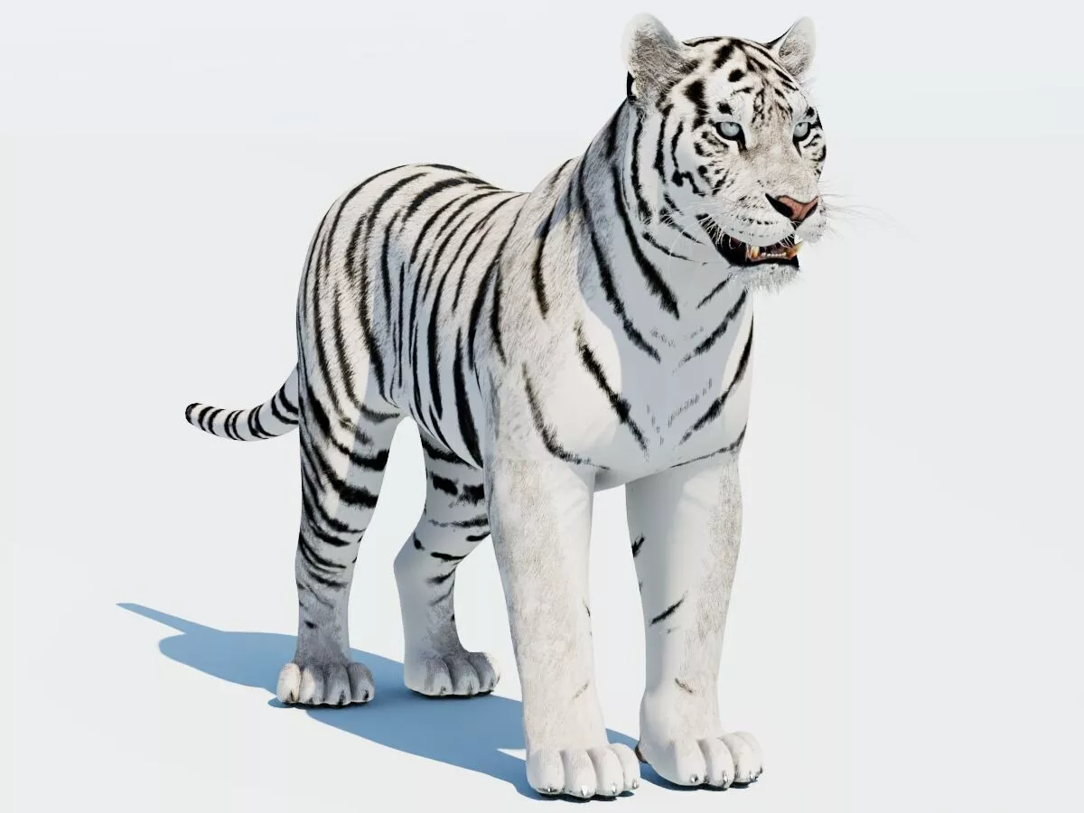 Siberian White Tiger Low-poly 3D model