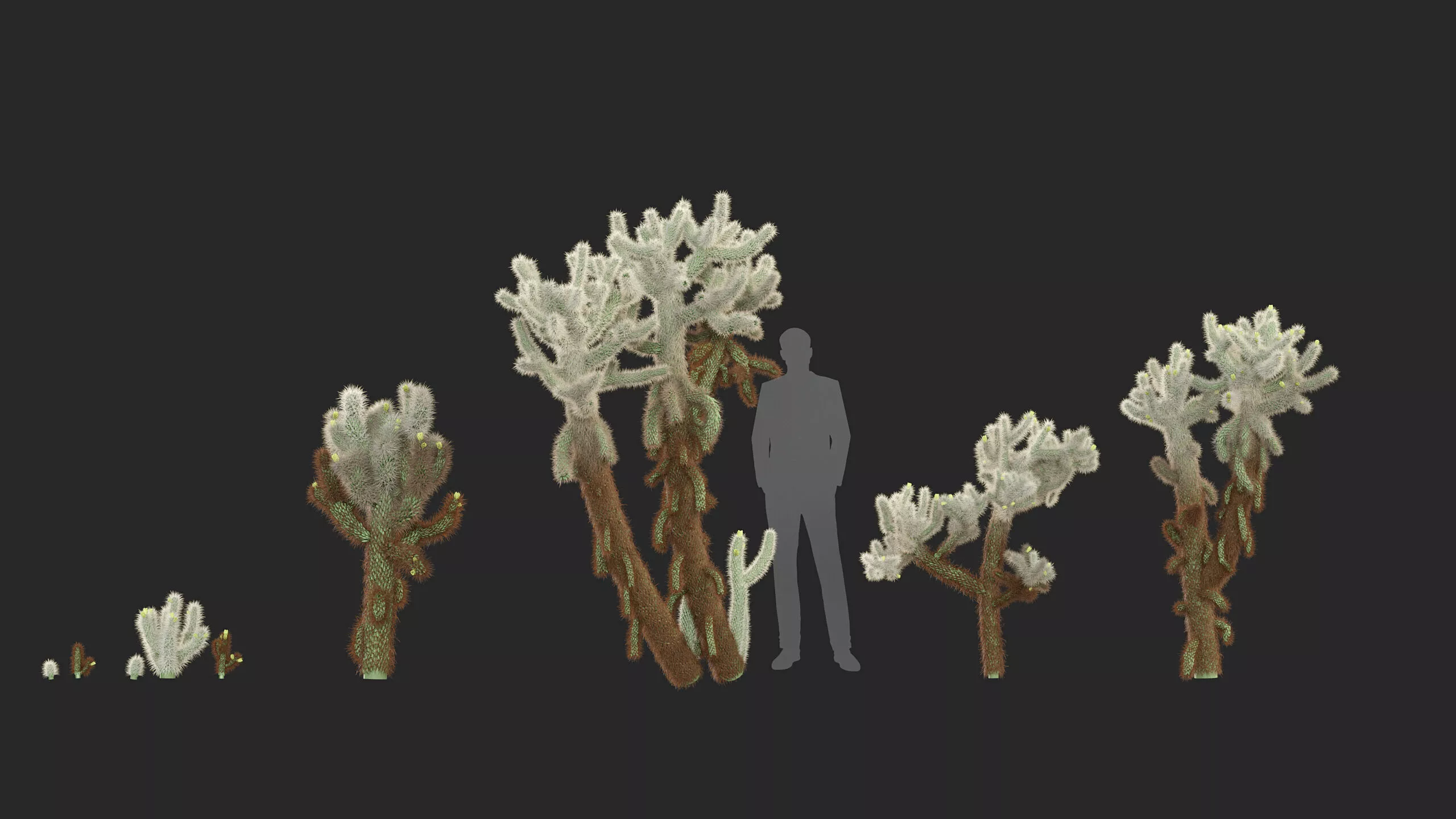 Cholla luminance - Cane cholla 02 3D model