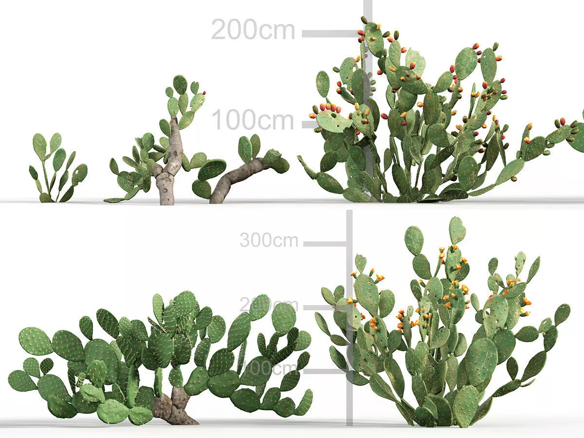Opuntia ficus indica - Prickly pear 3D model
