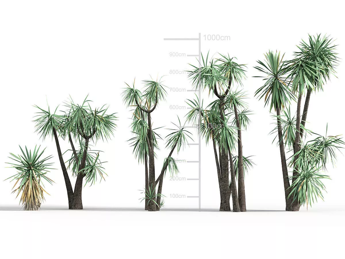 Yucca schottii - Hoary yucca Low-poly 3D model