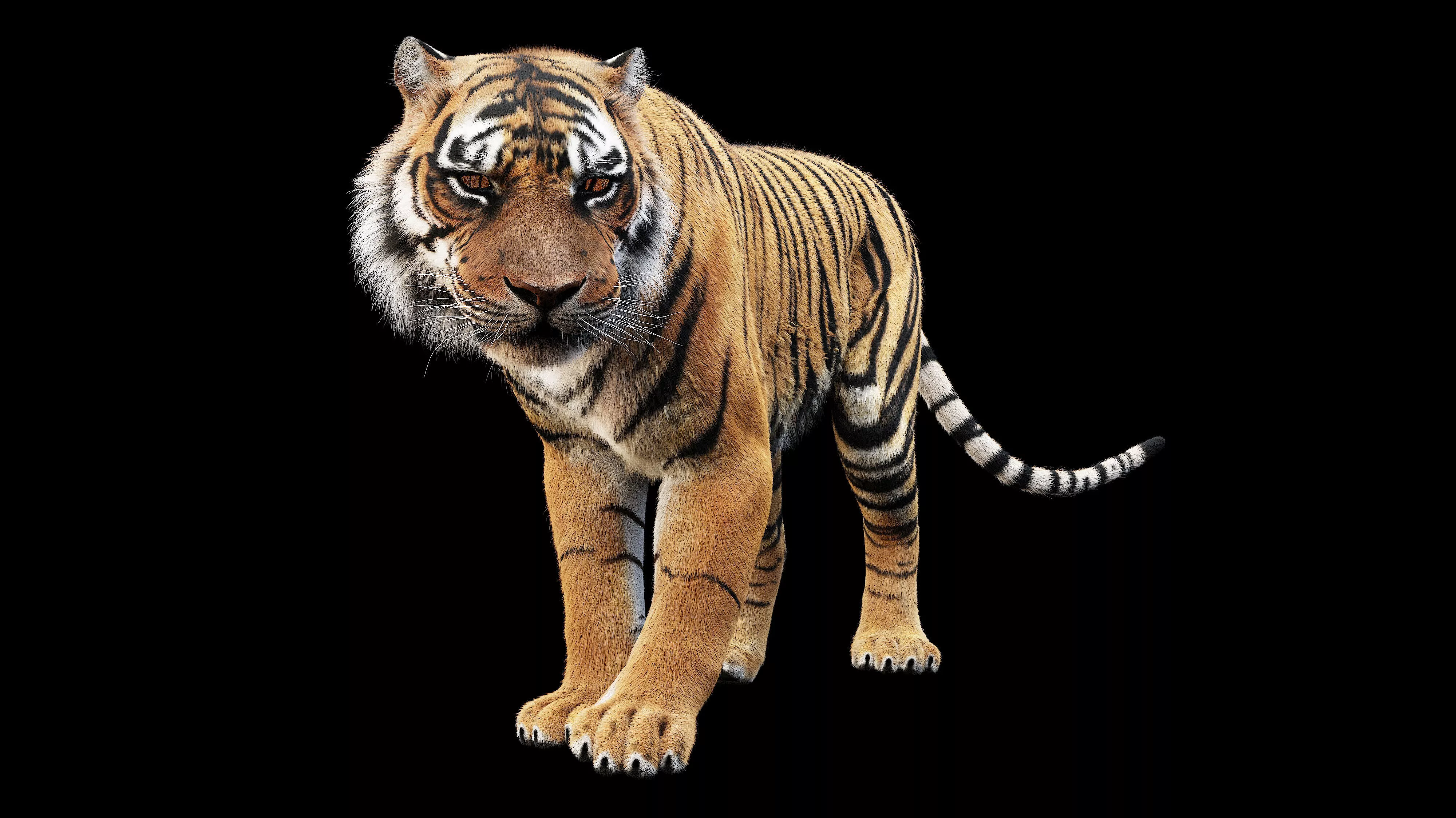 Realistic tiger 3D model 3D model