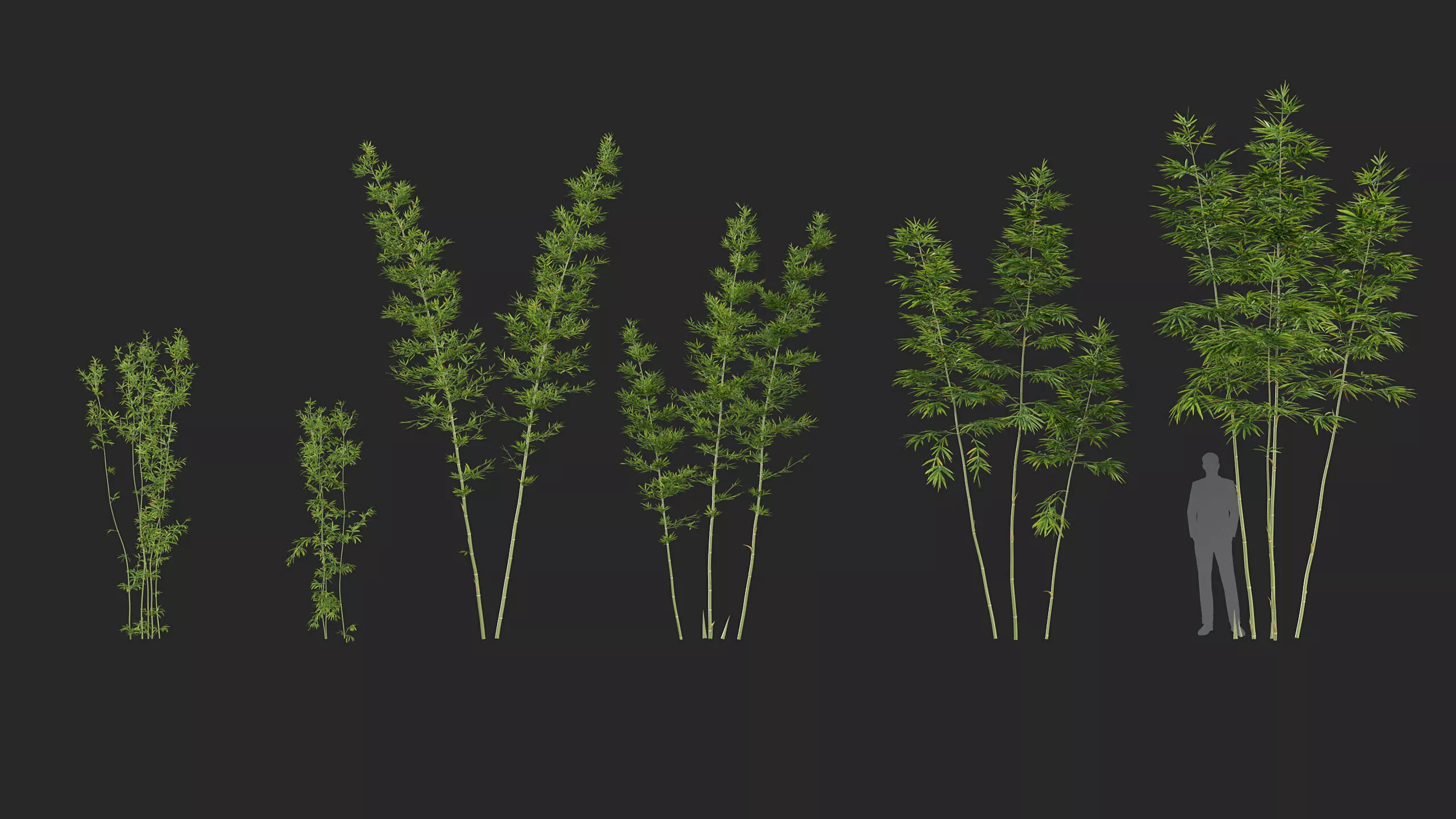 Bambusa boniopsis - Jade Goddess 3D model