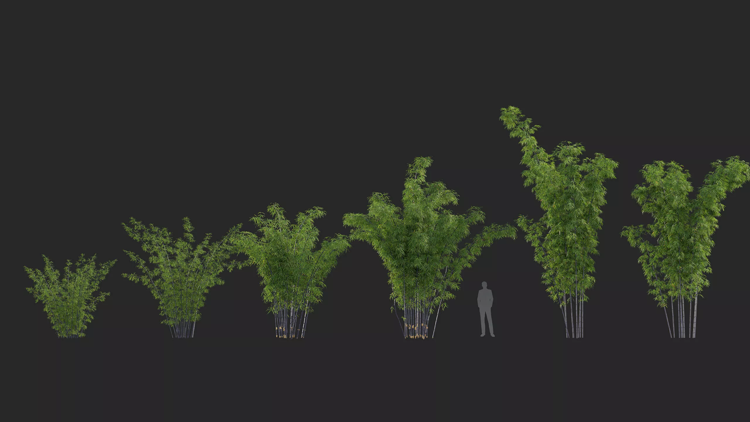 Bambusa lako - Timor black bamboo 3D model