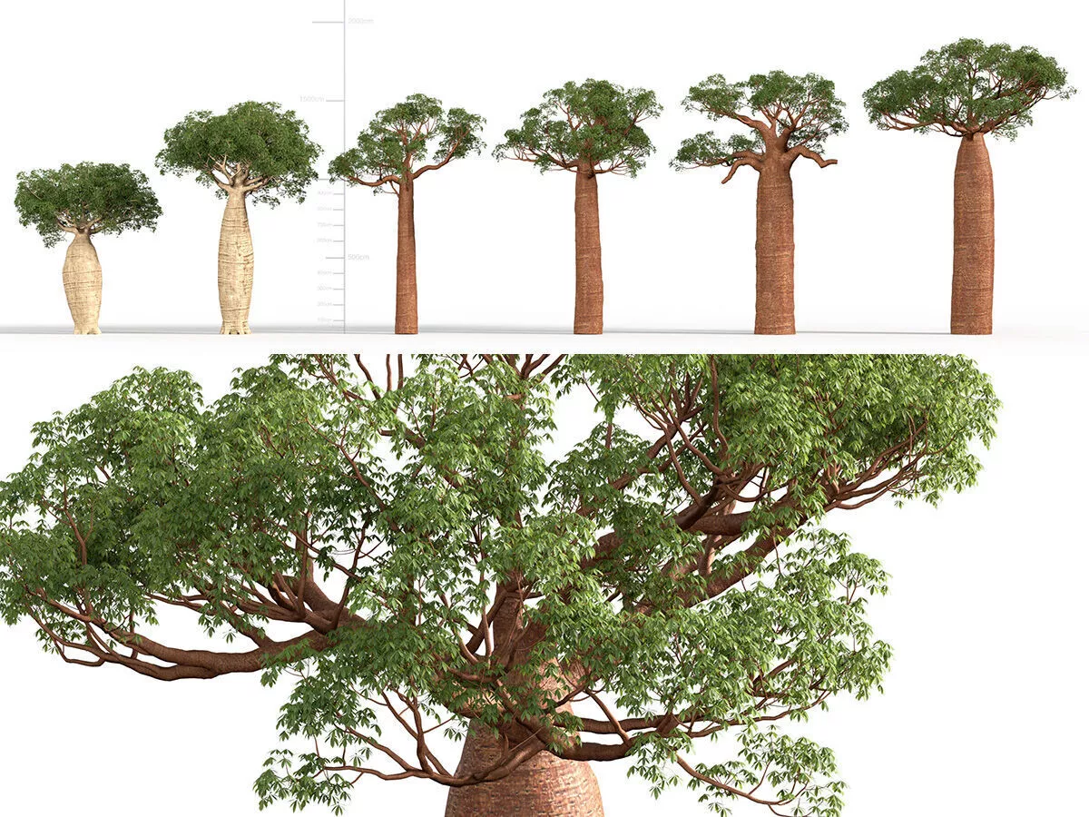 Adansonia digitata - African baobab 3D model