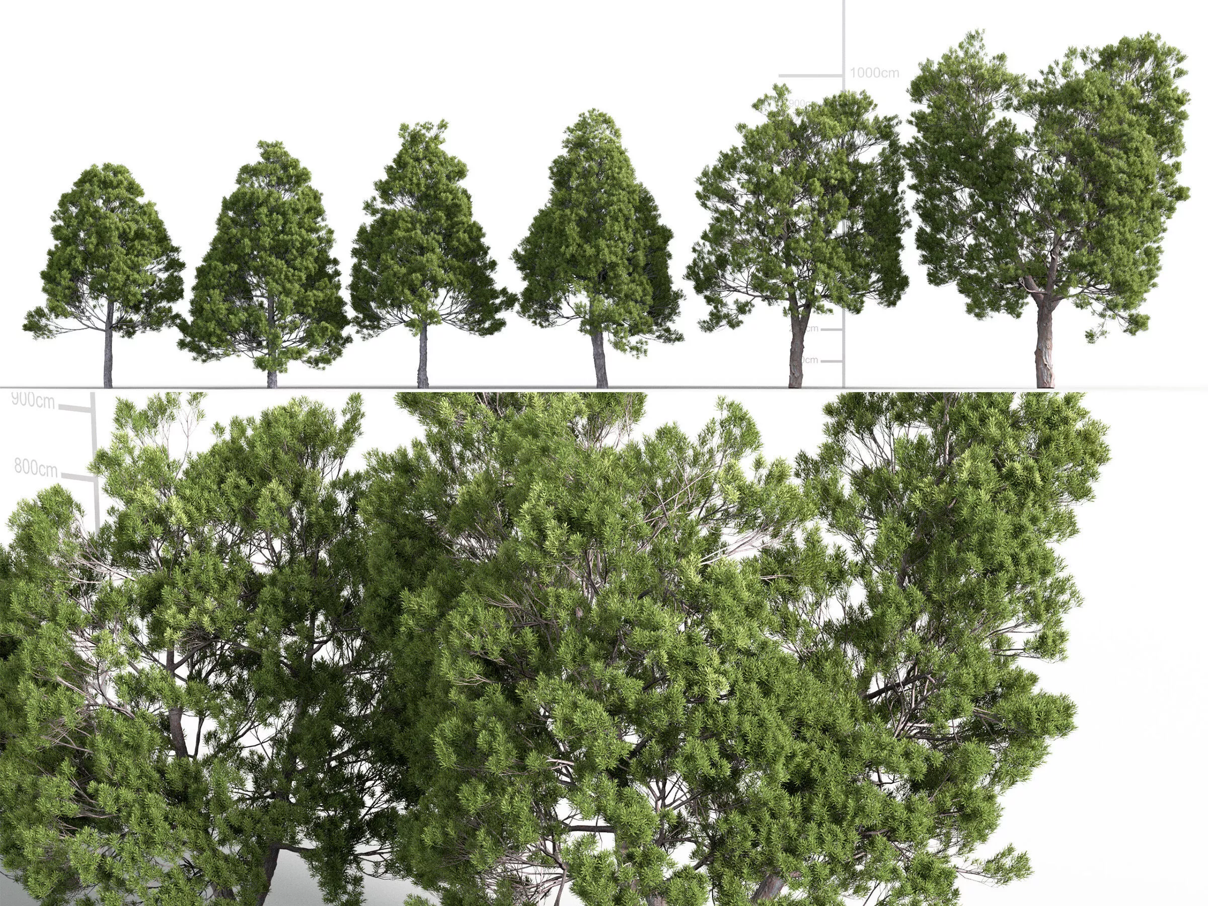 Afrocarpus falcatus - African fern pine 3D model
