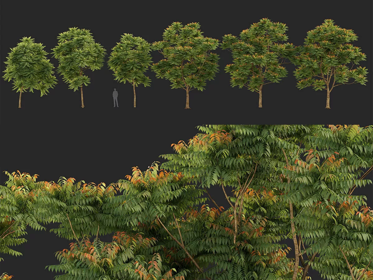 Chukrasia velutina - Bastard cedar 3D model
