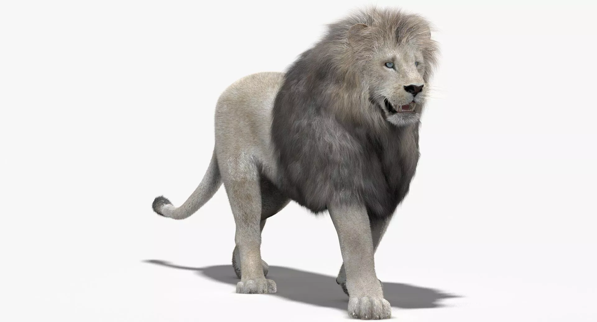 Animated White Lion Fur 3D model