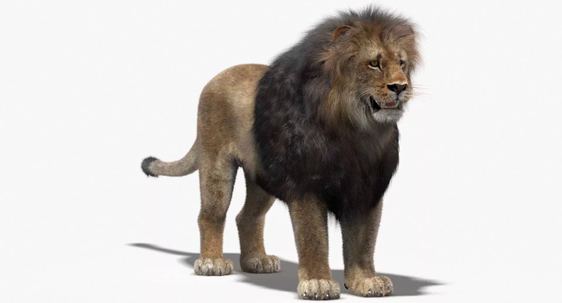 Lion 3D Model Fur 3D model