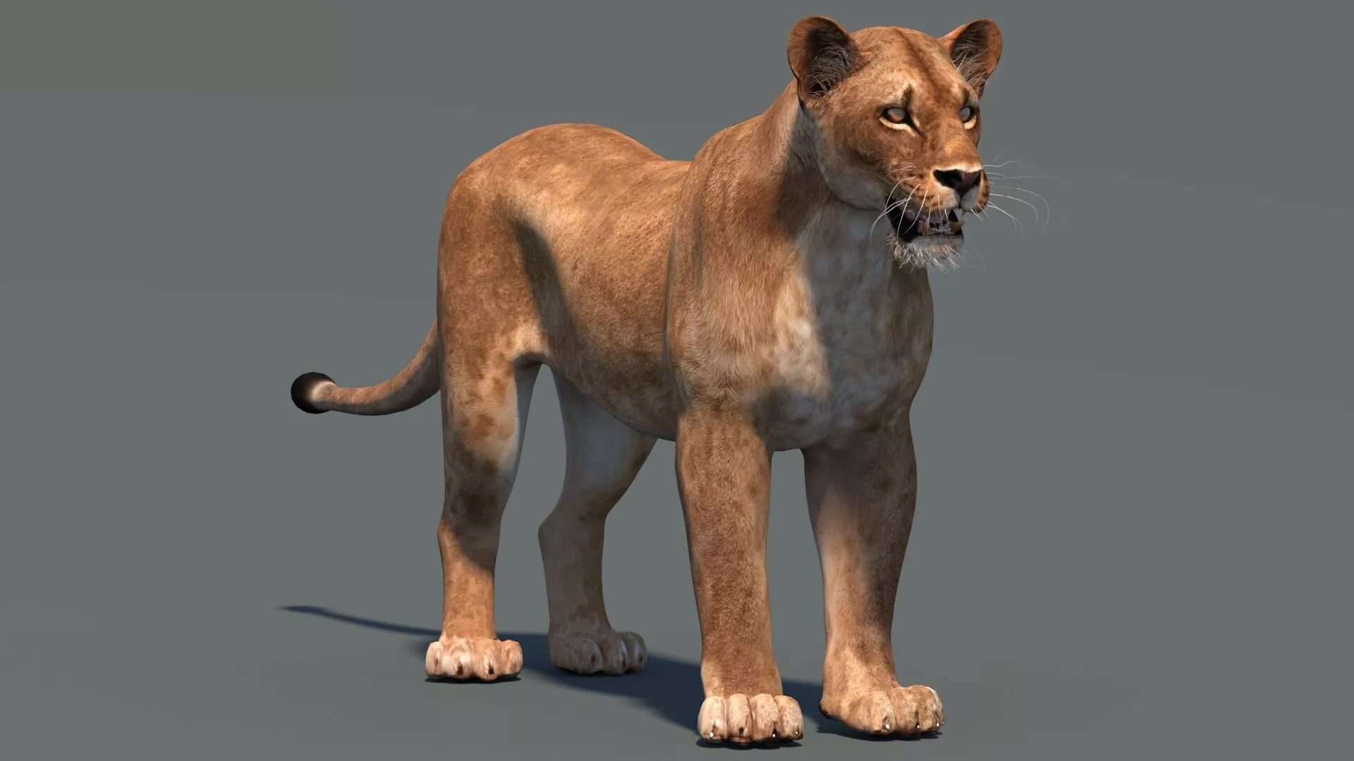 Lioness Low-poly 3D model