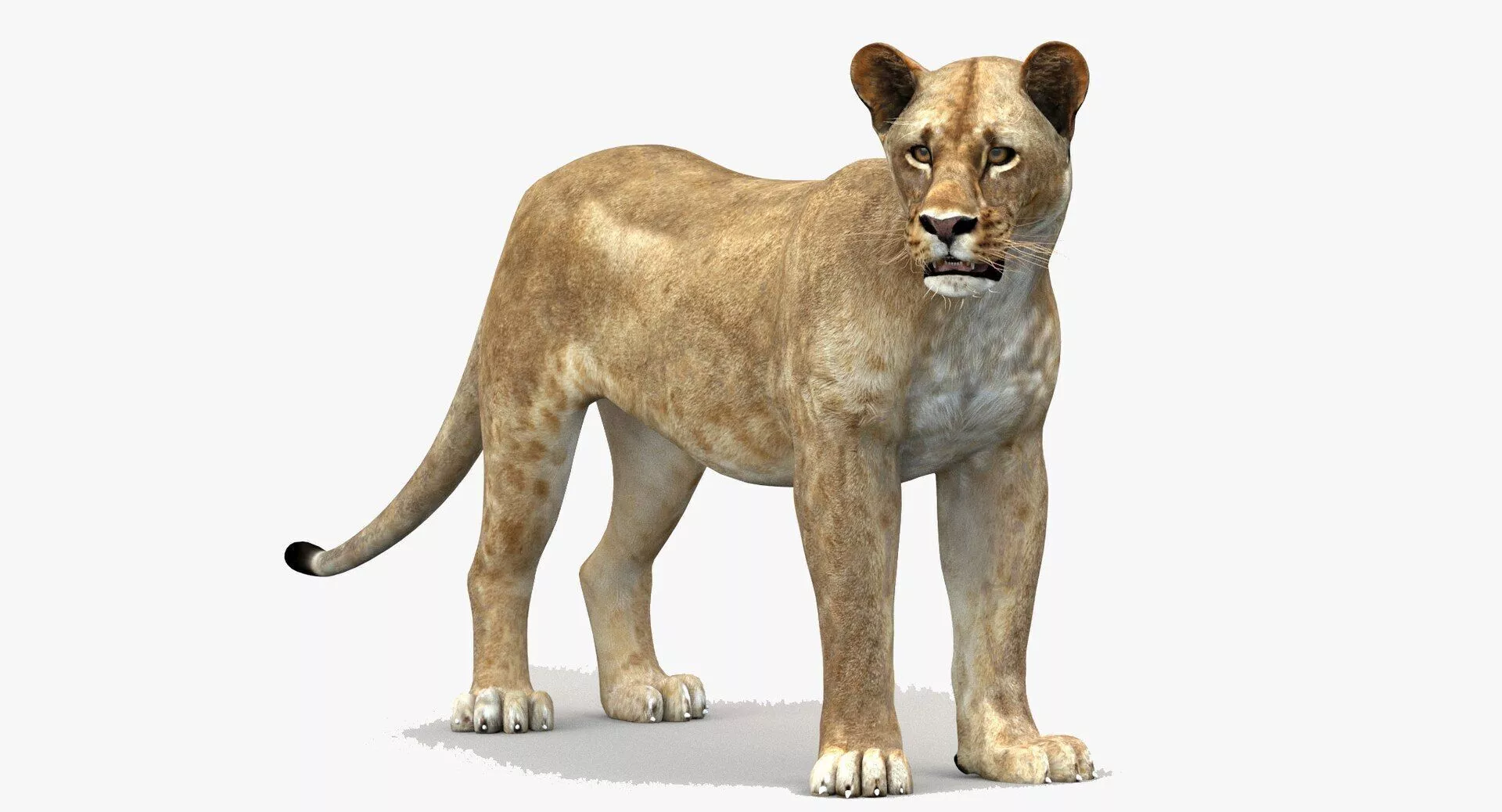 Lioness Rigged Low-poly 3D model
