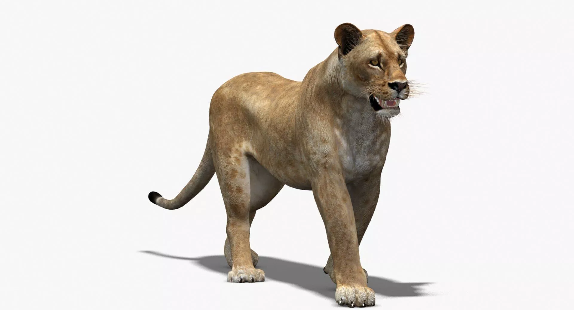 Rigged Animated Lioness Low-poly 3D model