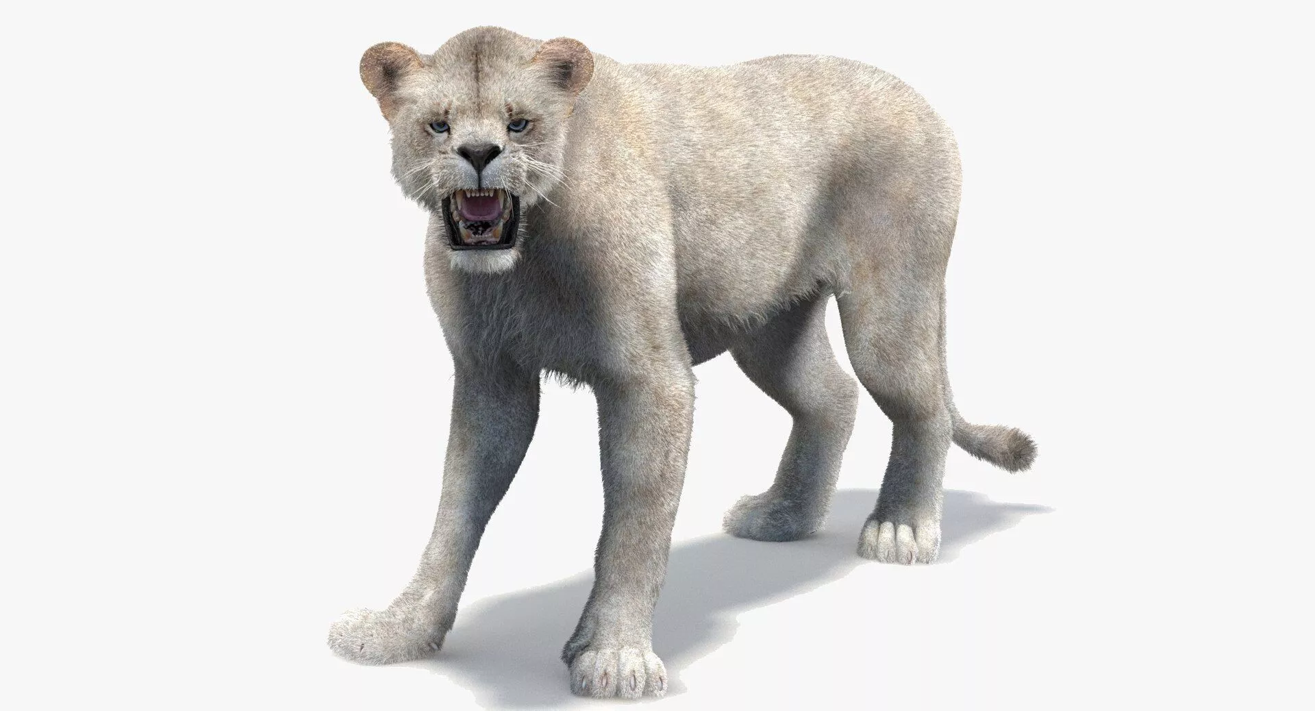 Rigged White Lioness Fur 3D model