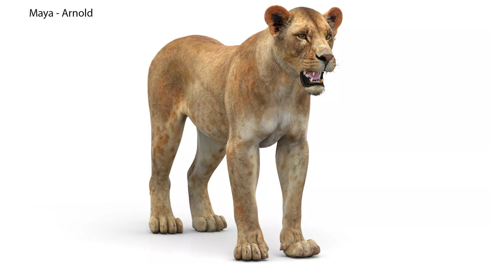 Lioness Low-poly 3D model