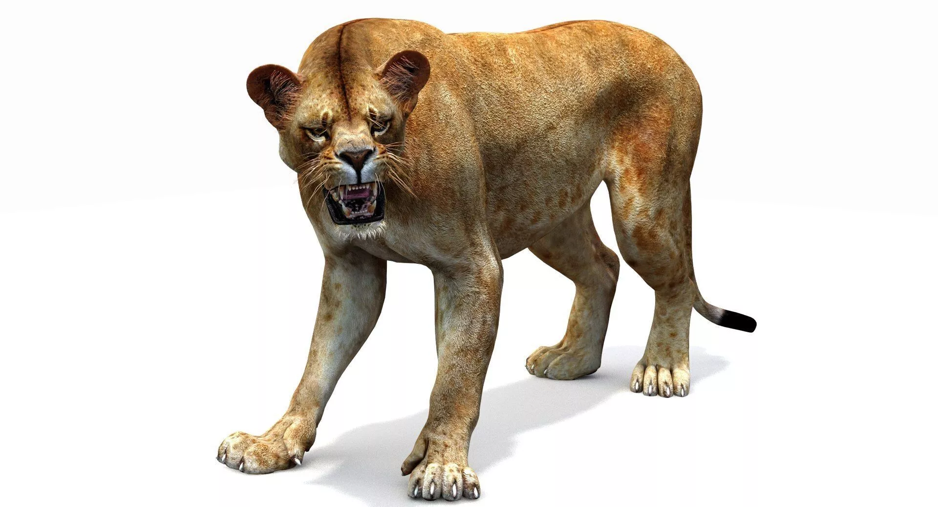 Lioness Rigged Low-poly 3D model