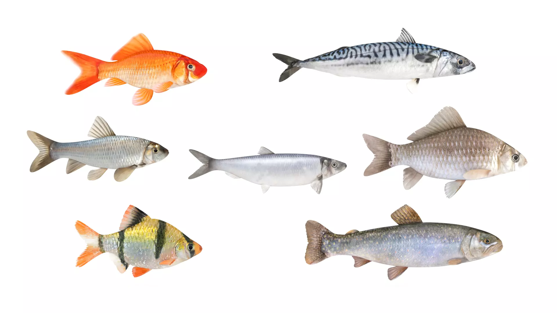 Fish Collection 3D model