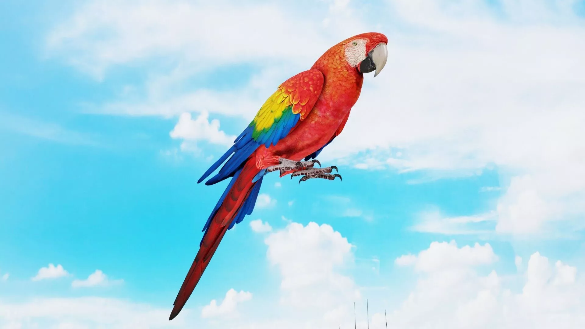 Realistic Tropical Parrot 3D model