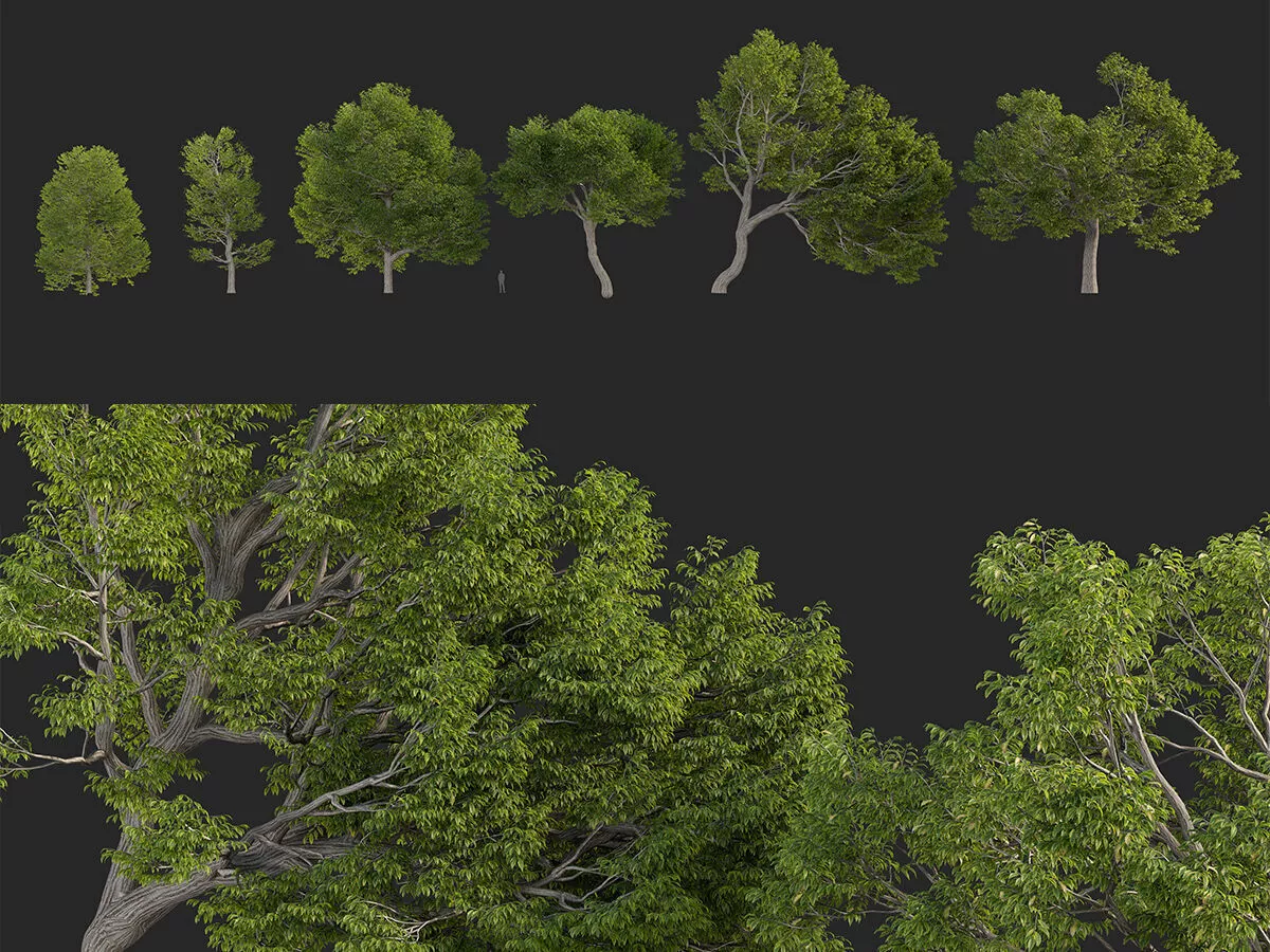 Castanea dentata 3D model