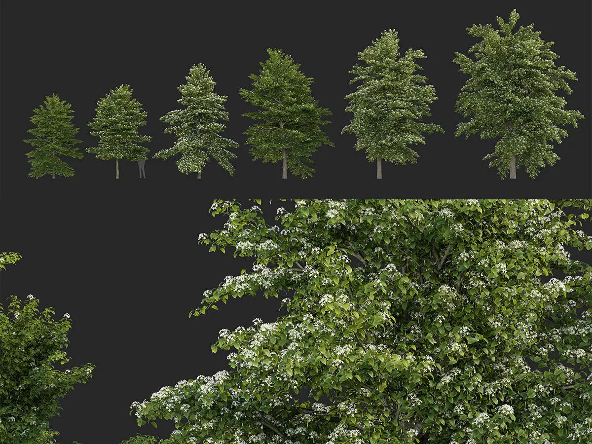 Cornus alternifolia - Pagoda dogwood 3D model