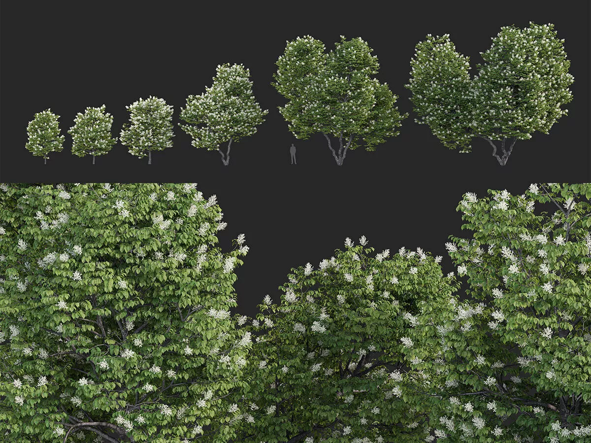 Syringa reticulata Ivory silk 3D model