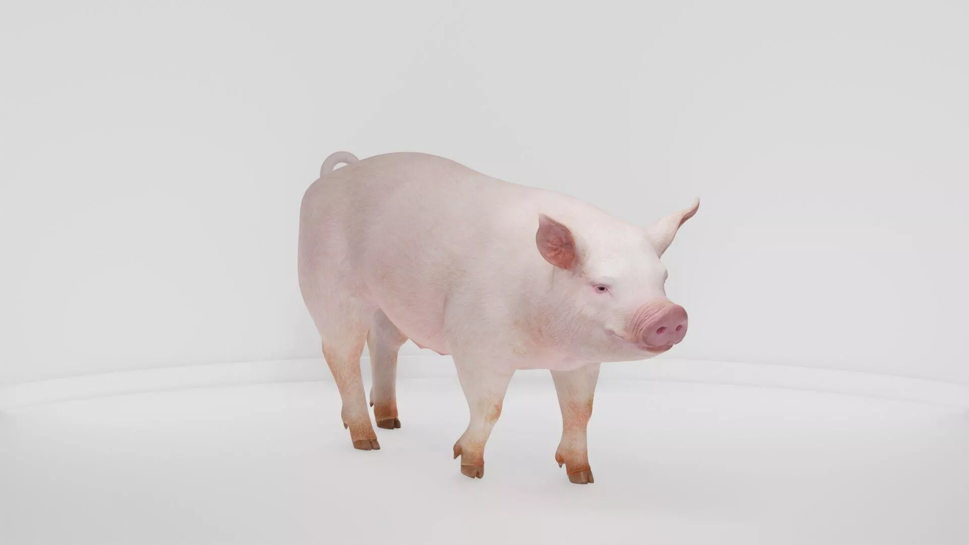 Realistic Farm Livestock Pig 3D model