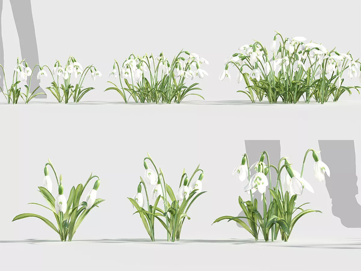Galanthus nivalis - Common snowdrop Low-poly 3D model