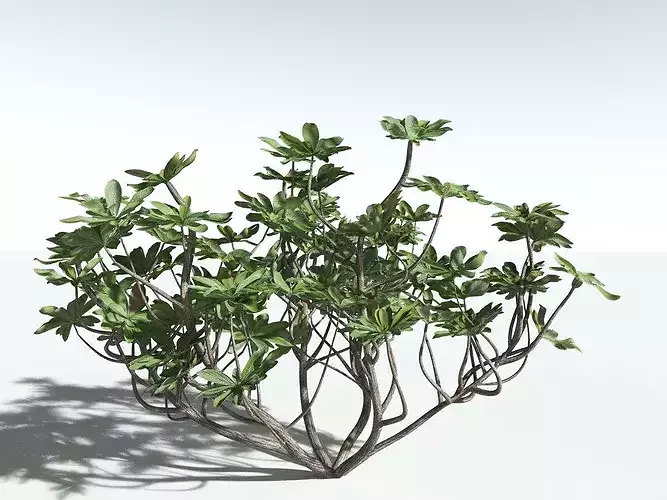 EVERYPlant Tree Heliotrope