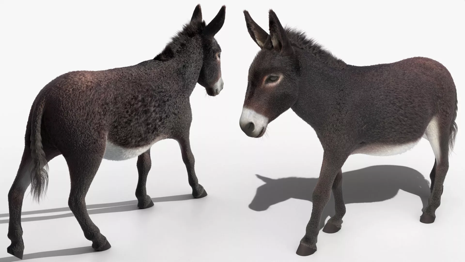 Domestic Donkey Fur Rigged for Blender 3D model