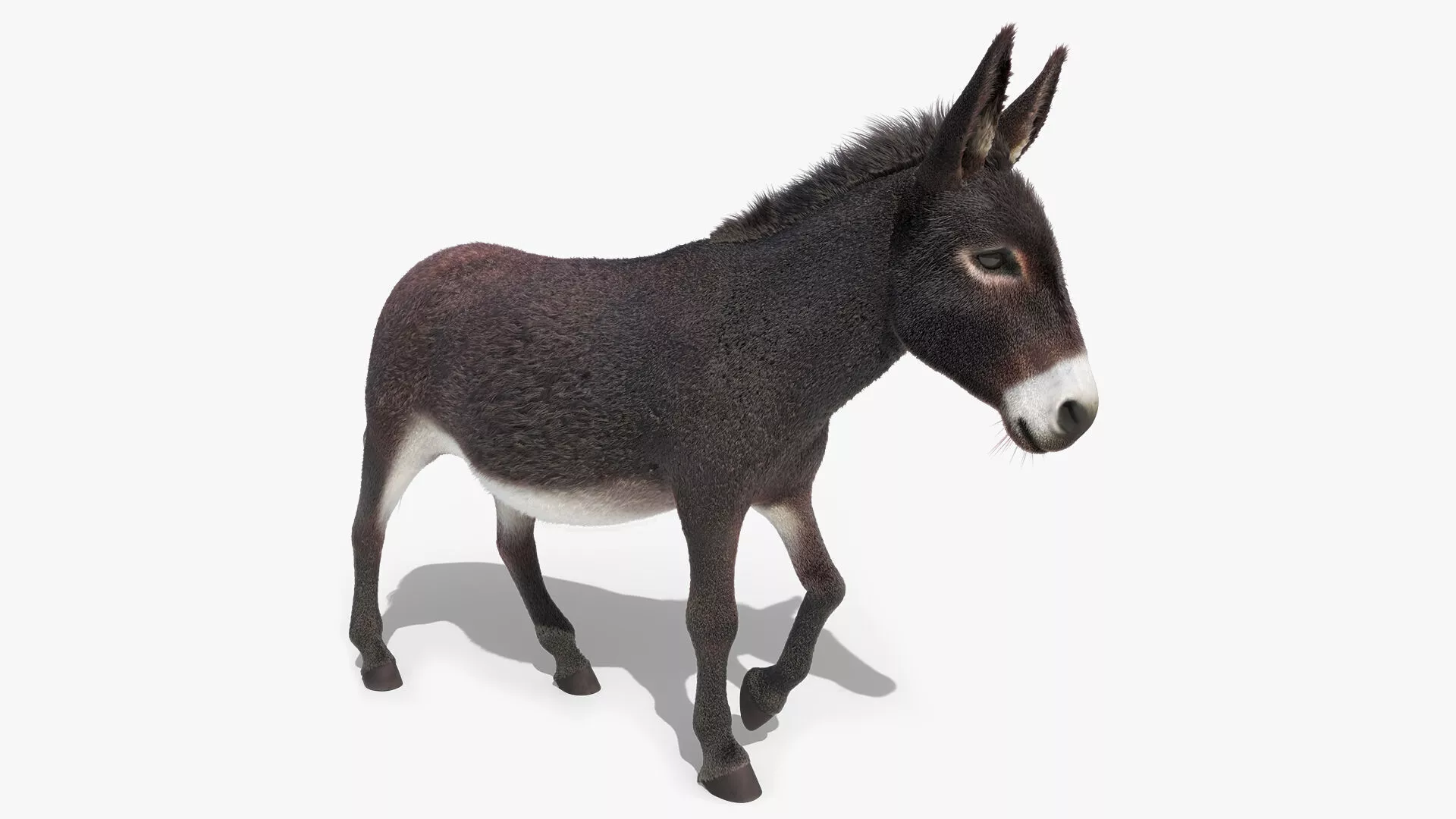 Walking Domestic Donkey Fur Animated Rigged for Blender 3D model