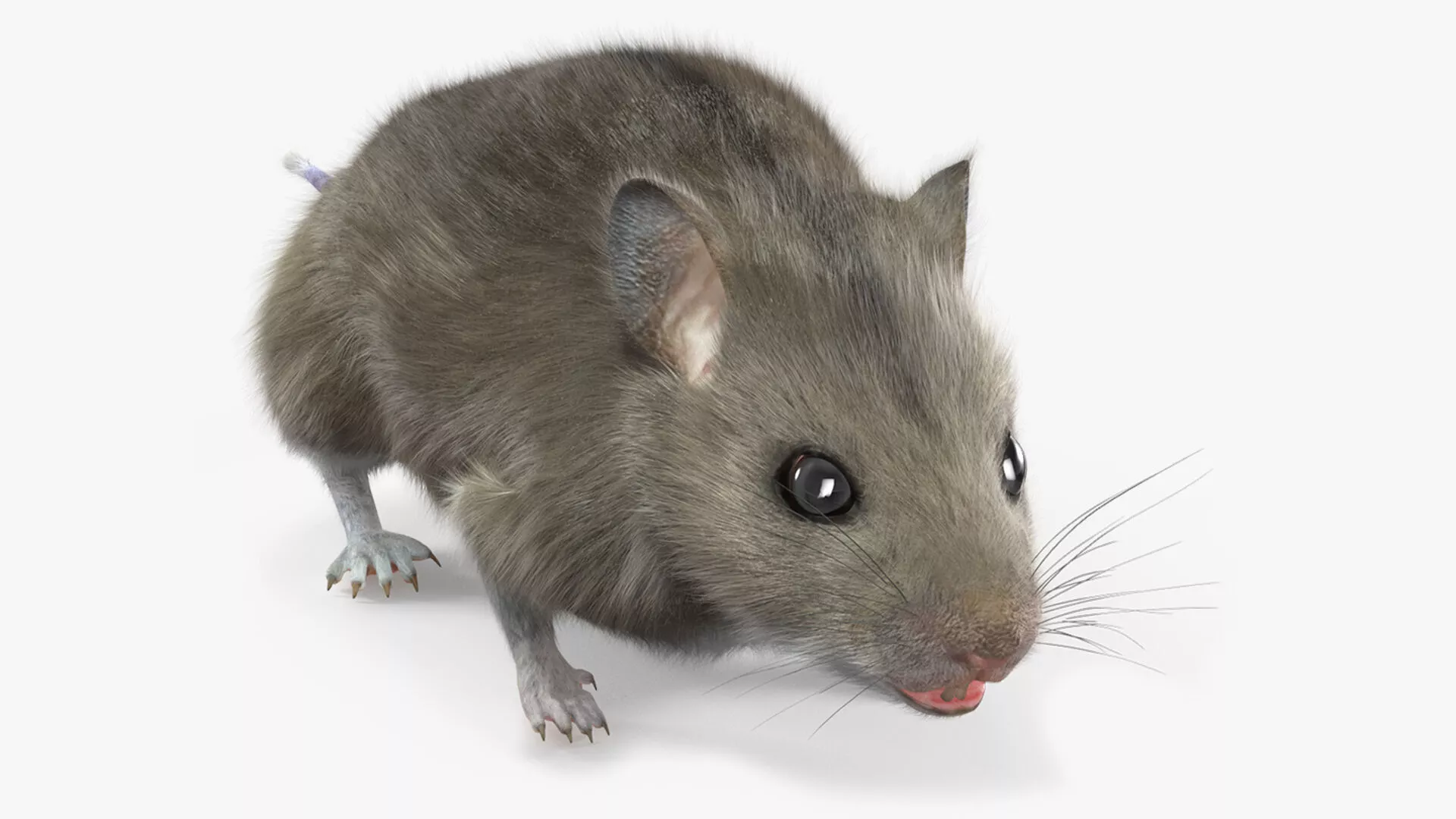 Small Gray Mouse Fur 3D model